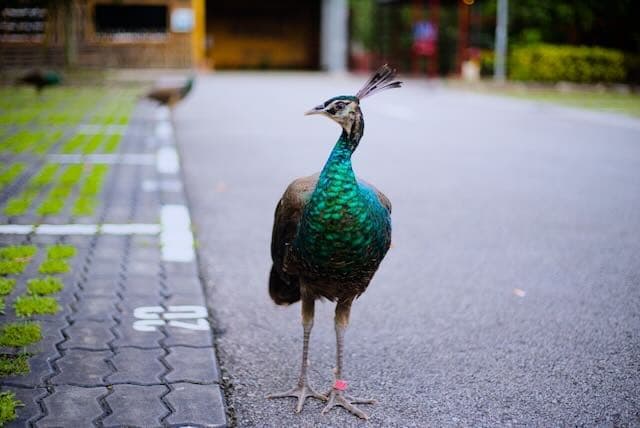 Sentosa, Singapore