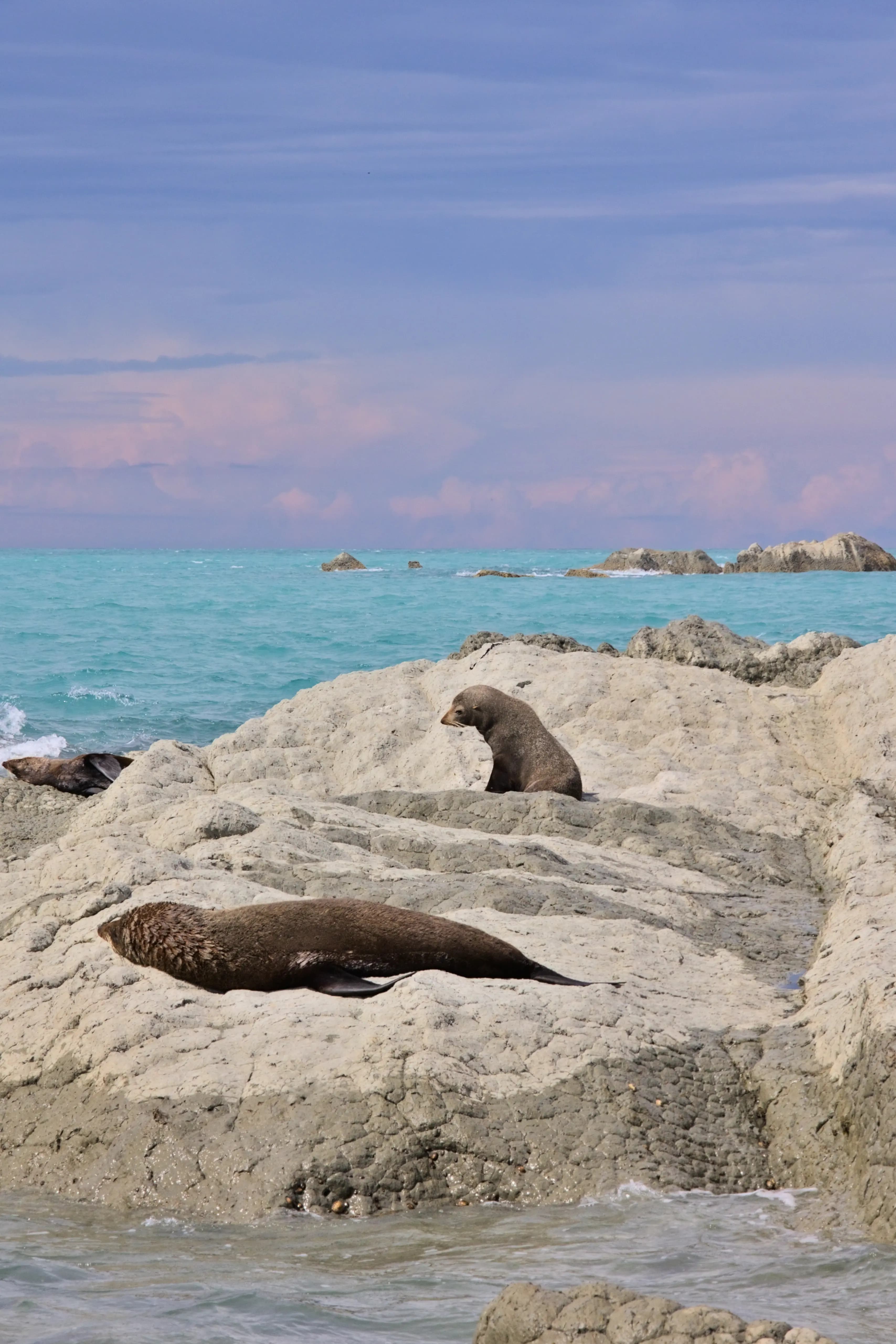 Seals in New Zealand